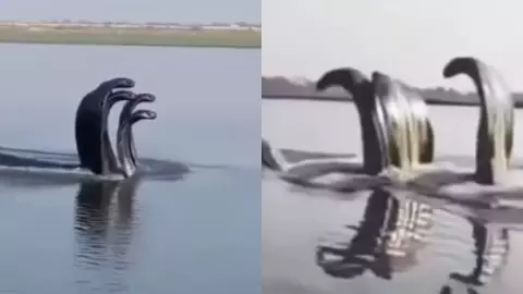 यमुना में कालिया नाग ही नहीं, पुराणों में वासुकी-शेष जैसे दिव्य नागों का भी है जिक्र, इनके बारे में कितना जानते हैं आप?