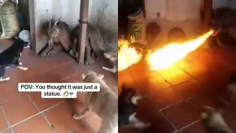 chambal dragon vs dog video video