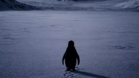 सोशल मीडिया पर वायरल Penguin रील से खुद को क्यों रिलेट कर रहे लोग? सोशल मीडिया पर वायरल Penguin रील से खुद को क्यों रिलेट कर रहे लोग?