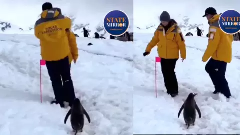 रास्ते में खड़ा कपल, इंतजार करता पेंगुइन, नए Viral वीडियो पर यूजर्स बोले- तुम लोगों का हो गया हो तो मैं निकलूं फिर रास्ते में खड़ा कपल, इंतजार करता पेंगुइन, नए Viral वीडियो पर यूजर्स बोले- तुम लोगों का हो गया हो तो मैं निकलूं फिर