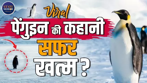 अंटार्कटिका का रहस्यमयी पेंगुइन कॉलोनी छोड़ बर्फीले पहाड़ों की ओर क्यों चला? जानिए वायरल वीडियो की सच्चाई