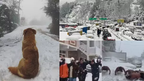 स्नोफॉल देख पगलाए सैलानी, शर्टलेस होकर किसी ने किया पुशअप तो कुमाऊनी गाने पर झूमा बॉयज ग्रुप; देखें खास 10 Viral Video