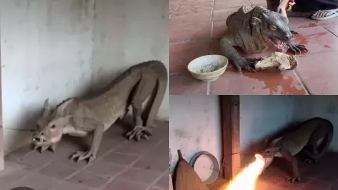 Chambal Dragon Video: सोशल मीडिया में बवाल मचा रहा आग उगलने वाला जानवर! पांच वीडियो देख समझिए AI या Real