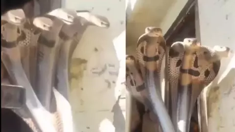 कालिया नाग के बाद यहां मिला शेष नाग, वायरल VIDEO ने मचाया सनसनी, जानें क्या है सच