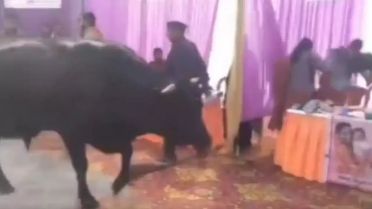 जन सुनवाई बनी रणभूमि! सांडों के हमले से भागे कर्मचारी, मचा हड़कंप - VIDEO वायरल