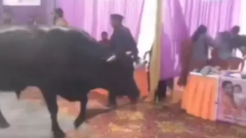 जन सुनवाई बनी रणभूमि! सांडों के हमले से भागे कर्मचारी, मचा हड़कंप - VIDEO वायरल