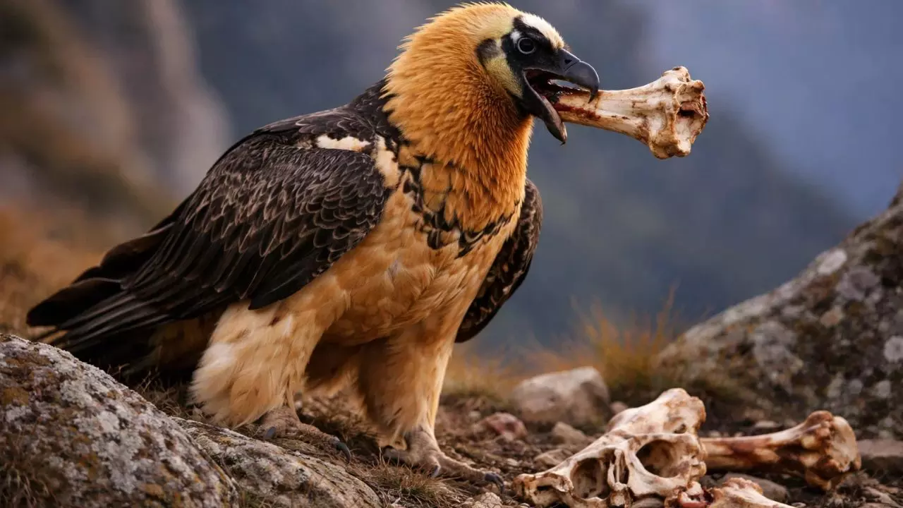 Lammergeier Bone Eating Bird