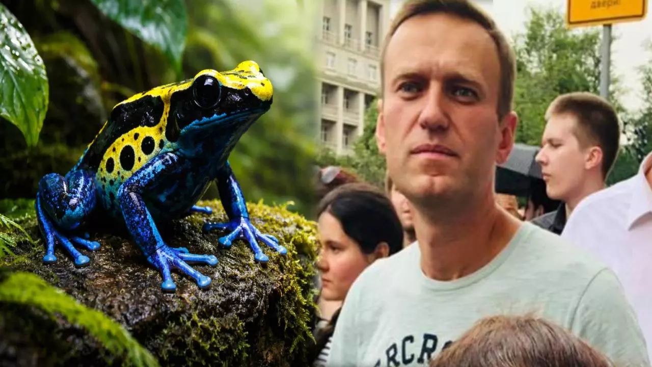 मॉर्फीन से 200 गुना पावरफुल और बेहद दुर्लभ, कितना घातक है डार्ट फ्रॉग टॉक्सिन, जिससे की गई पुतिन के विरोधी एलेक्सी की हत्या?