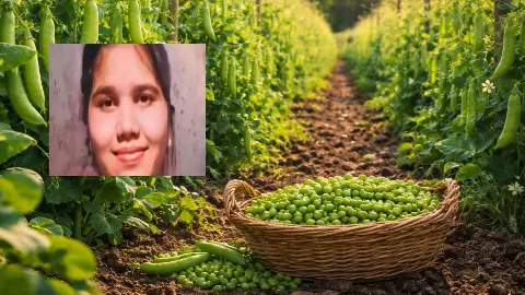 उल्टियां शुरू हुईं और थम गई सांसें, 16 साल की बच्ची की मौत बनी रहस्य; क्या कच्चे मटर बन सकते हैं जानलेवा?