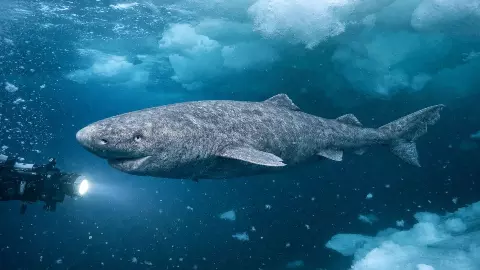 First Shark Spotted in Antarctica Freezing Waters photo