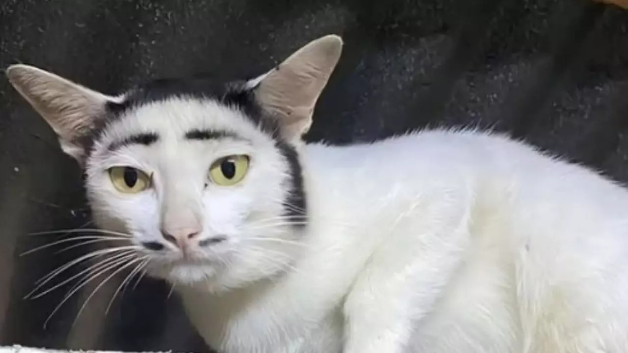 cat with moustache