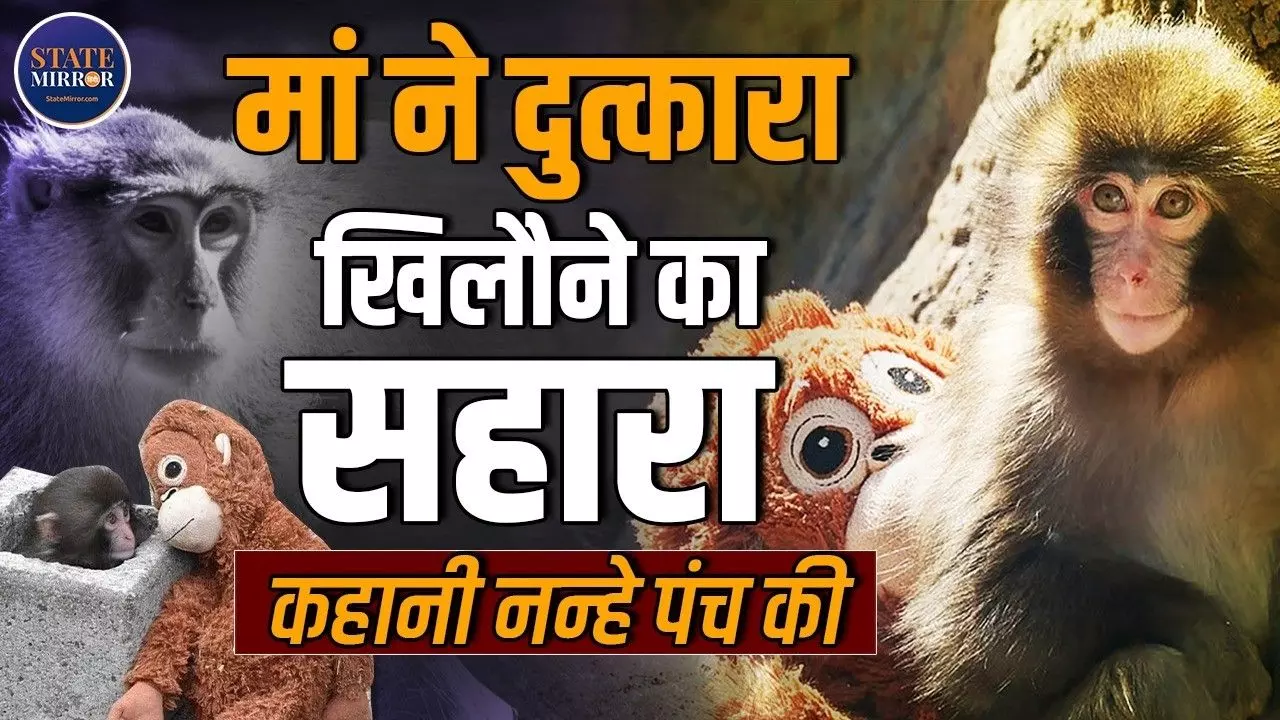 खिलौने में मां को तलाशने वाले इस Monkey Punch को हर कोई क्यों बनाना चाहता है अपना?