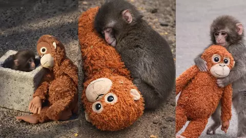 japan ichikawa zoo baby monkey punch viral story