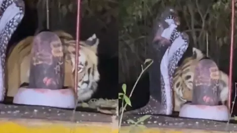 tiger tiger
