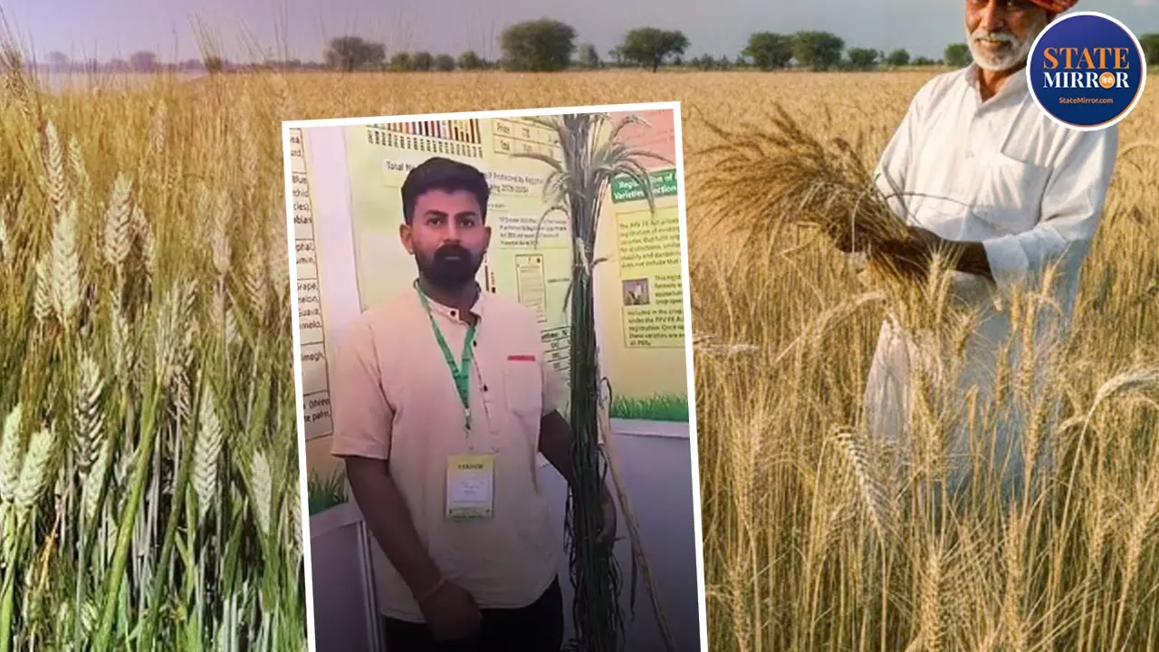 Ajay Raj Wheat, Sikar Kisan Wheat Variety