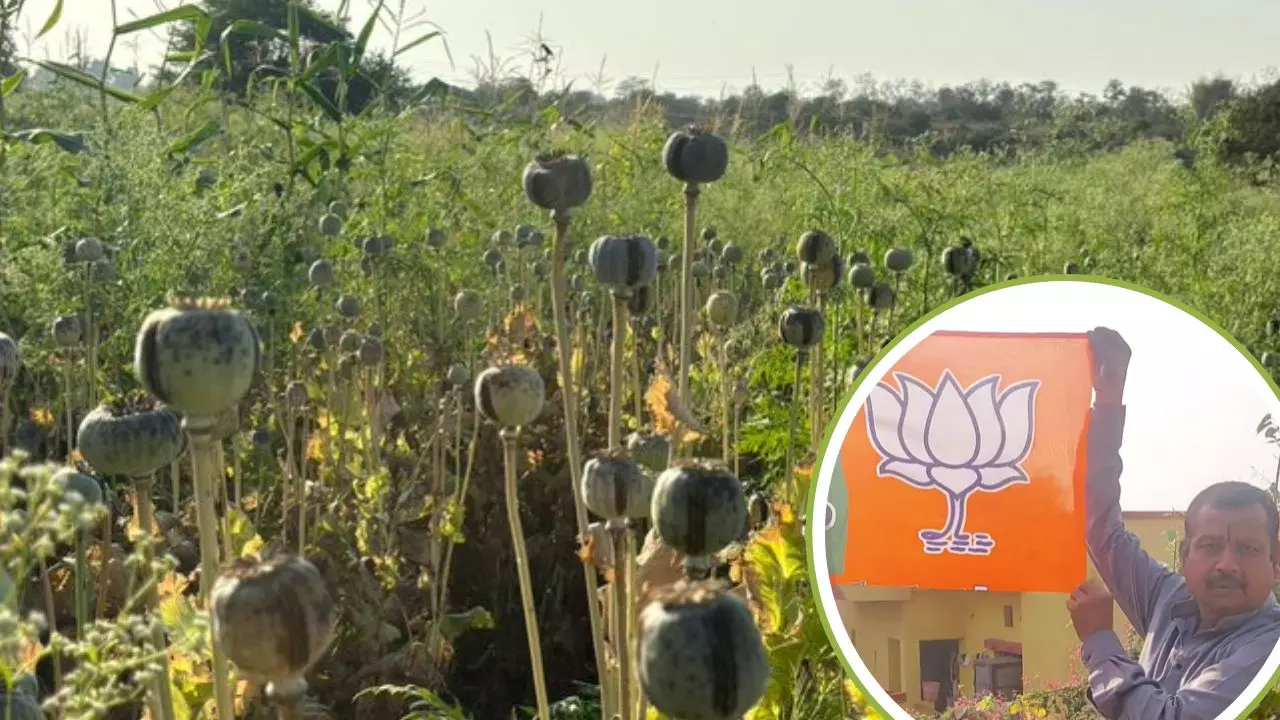 11 एकड़ में अफीम की खेती करने वाले भाजपा नेता कौन? पार्टी ने लिया ये एक्शन