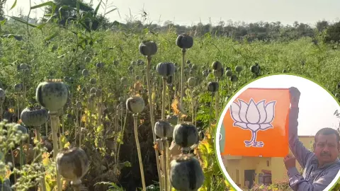 11 एकड़ में अफीम की खेती करने वाले भाजपा नेता कौन? पार्टी ने लिया ये एक्शन