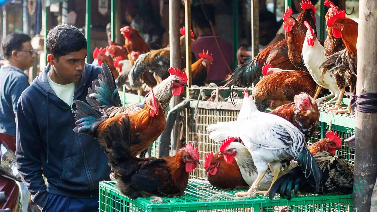 hyderabad chicken price hike heat supply crisis country chicken rate 800