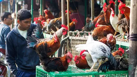 hyderabad chicken price hike heat supply crisis country chicken rate 800 hyderabad chicken price hike heat supply crisis country chicken rate 800