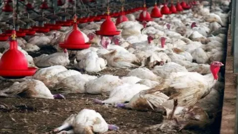 Chhattisgarh: 4,800 मुर्गियों की रहस्यमयी मौत, जांच में निकला Bird Flu, गाइडलाइंस जारी, क्यां इंसानों में फैलती है ये बीमारी?