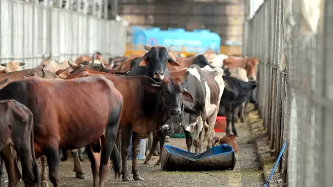 ivf sahiwal calf bihar dairy revolution a2 milk benefits ivf sahiwal calf bihar dairy revolution a2 milk benefits