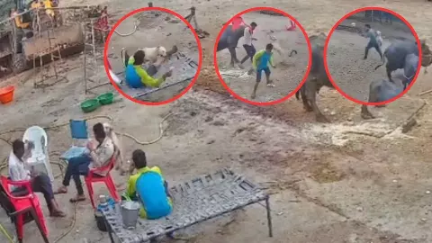 Stray Dog Attacks vral video mhow