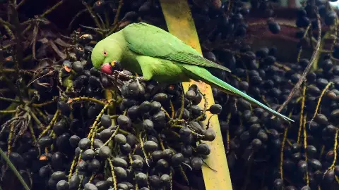 तोतों ने बाग उजाड़ा, अब सरकार भरेगी 20 लाख मुआवज़ा; Bombay HC ने आखिर क्यों दिया ये फैसला?
