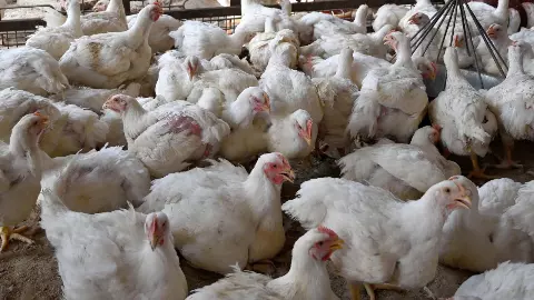 सुलतानपुर में तेज DJ की आवाज से 140 मुर्गियों की मौत, फार्म मालिक ने दर्ज कराई शिकायत, पुलिस जांच में जुटी