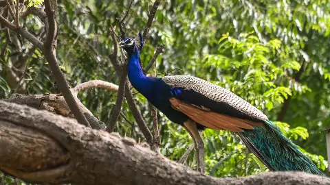 H5N1 वायरस कितना खतरनाक, जिसने कर्नाटक में 40 मोरों की ले ली जान, क्या हैं इसके लक्षण और बचाव