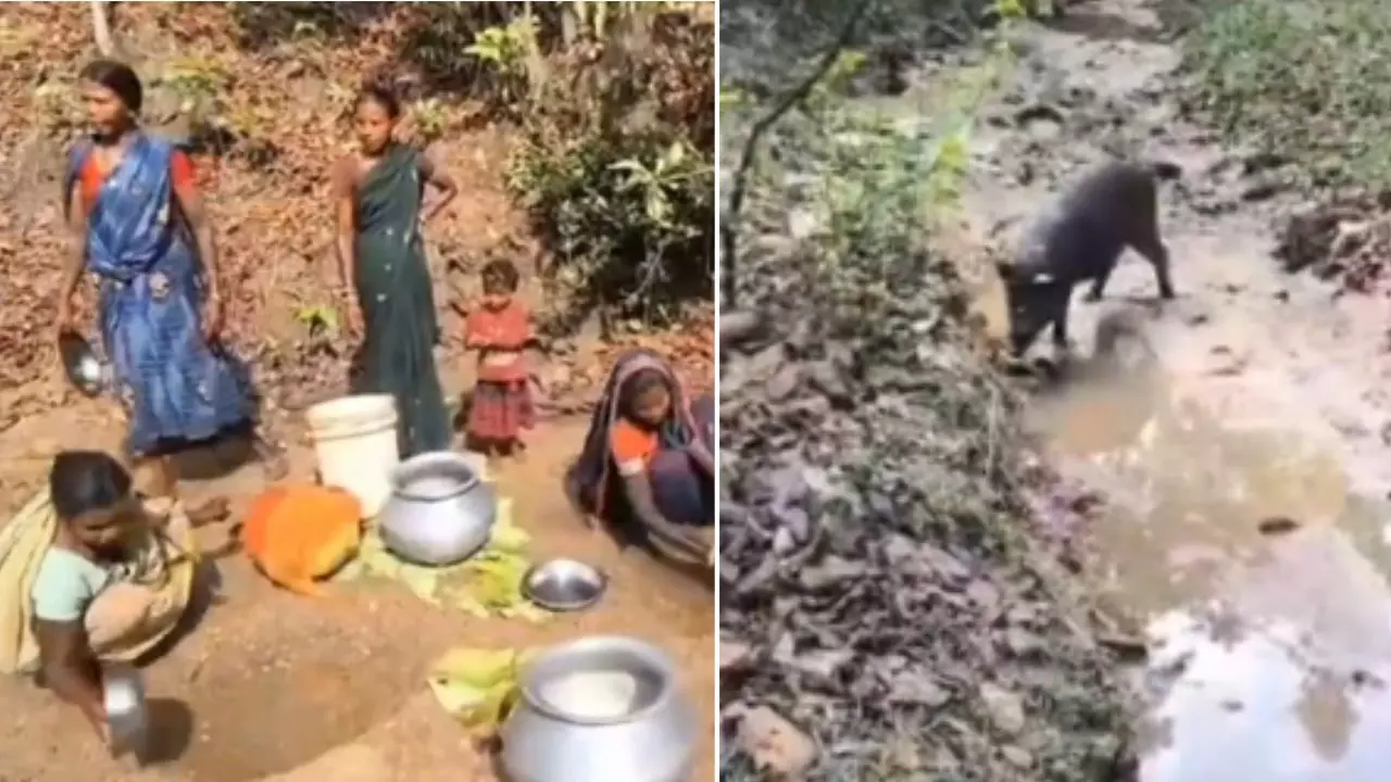 झारखंड के इस गांव में इंसान और सुअर आज भी पीते हैं एक ही गड्ढे का पानी, VIDEO देख खुद को कंट्रोल नहीं कर पाए CM हेमंत