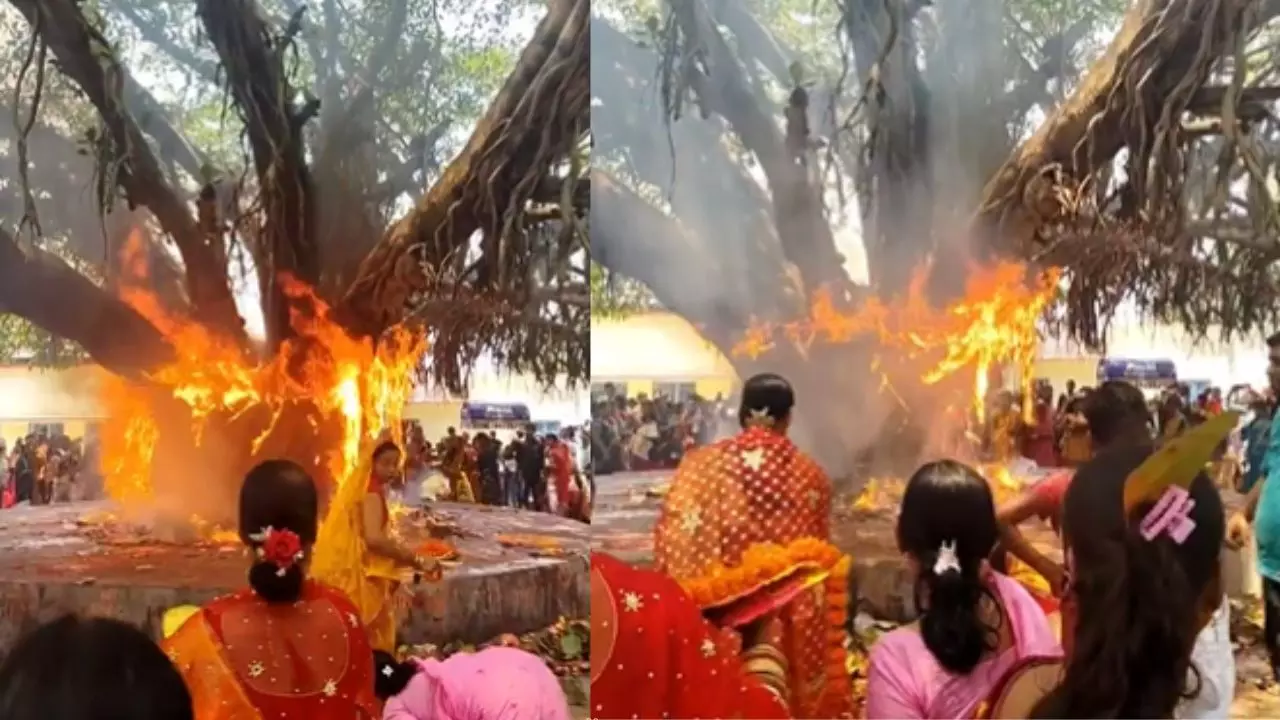 पति की लंबी उम्र की पूजा... और तभी बरगद में लग गई आग! वट सावित्री पूजा का Video Viral