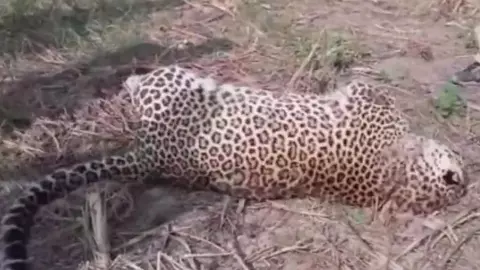 दर्दनाक! हरिद्वार में बाघ के भाई-बहनों को जहर देकर पहले मारा फिर सभी पंजे काटकर ले गए शिकारी दर्दनाक! हरिद्वार में बाघ के भाई-बहनों को जहर देकर पहले मारा फिर सभी पंजे काटकर ले गए शिकारी