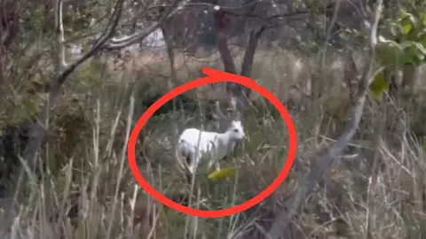 काजीरंगा में दिखा रहस्यमयी सफेद हिरण! VIDEO देख दंग रह गए लोग, जानिए क्यों है इतना दुर्लभ काजीरंगा में दिखा रहस्यमयी सफेद हिरण! VIDEO देख दंग रह गए लोग, जानिए क्यों है इतना दुर्लभ