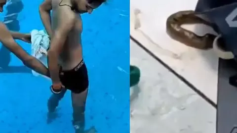 अंडरवियर में सांप देखकर उड़ गए होश! स्विमिंग पूल का Video देख लोग बोले- अब नहाने से भी डर लगेगा