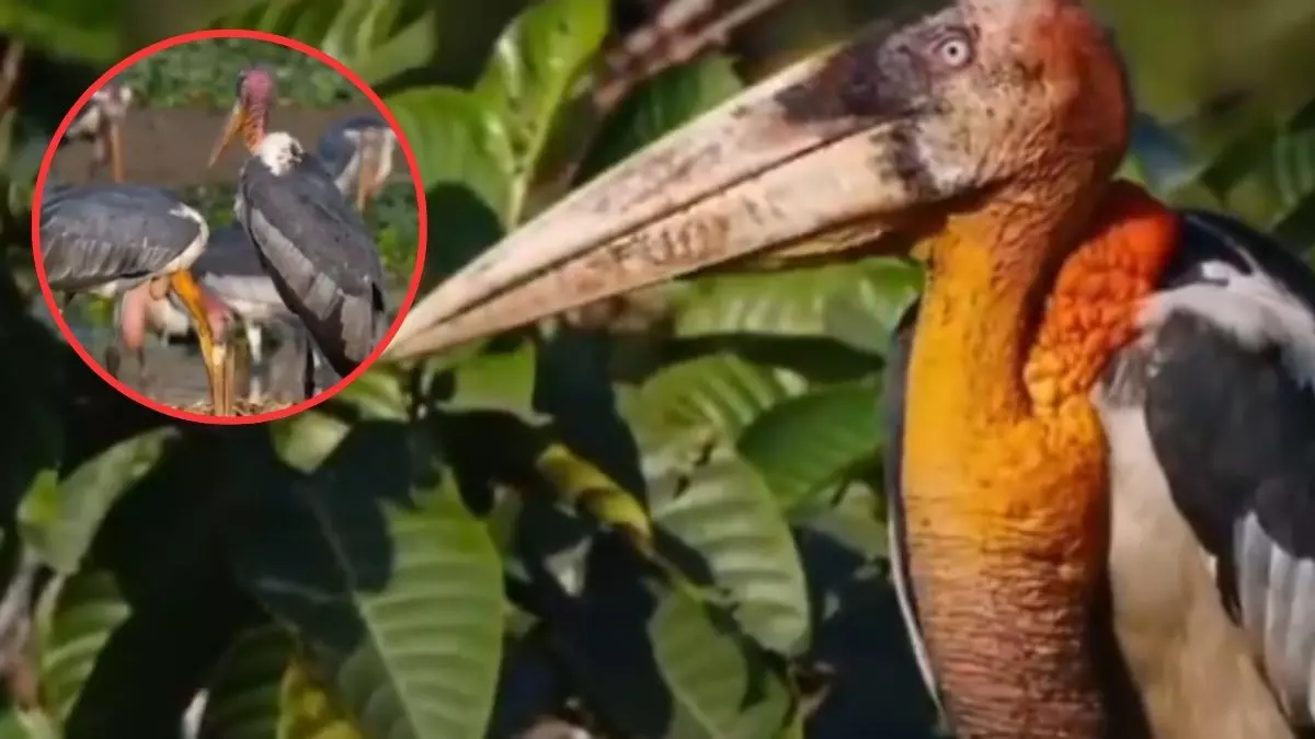 Greater Adjutant Stork