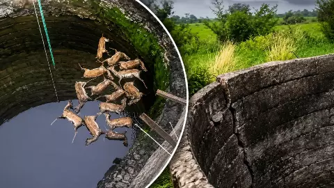 कुएं से आई बदबू, अंदर झांकते ही उड़ गए होश... एक साथ मिले 13 हिरण और एक कुत्ते का शव; 10 प्वाइंट्स में जानें पूरा मामला कुएं से आई बदबू, अंदर झांकते ही उड़ गए होश... एक साथ मिले 13 हिरण और एक कुत्ते का शव; 10 प्वाइंट्स में जानें पूरा मामला