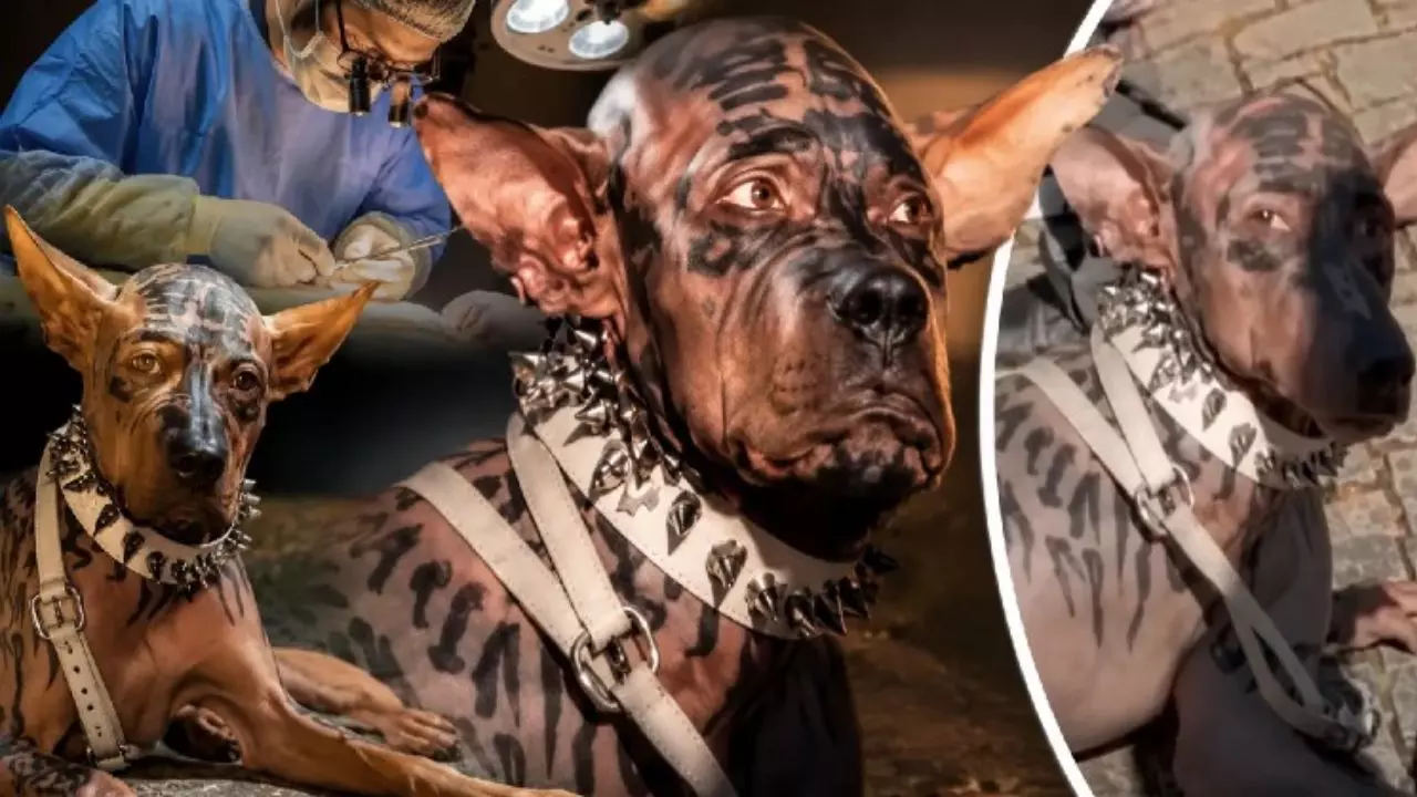 क्या सच में 26 साल का युवक Jaso बना कुत्ता? खर्च किए 220 करोड़ रुपए, Viral Video ने मचाई सनसनी- जानिए सच