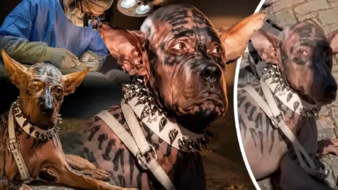 क्या सच में 26 साल का युवक Jaso बना कुत्ता? खर्च किए 220 करोड़ रुपए, Viral Video ने मचाई सनसनी- जानिए सच
