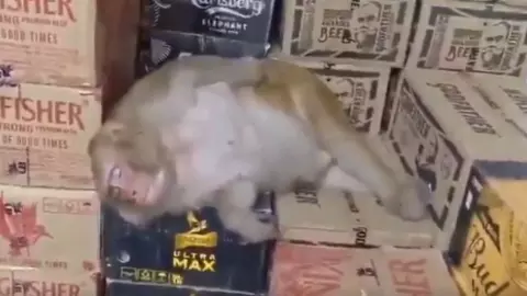 Monkey Drinking Alcohol Monkey Drinking Alcohol