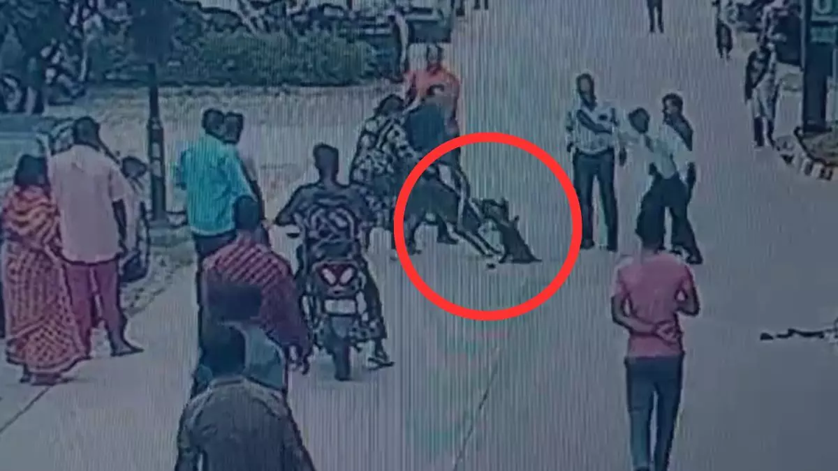 Noida Dog Attack: Pug Dies at Grand Omaxe Society, CCTV Captures Incident