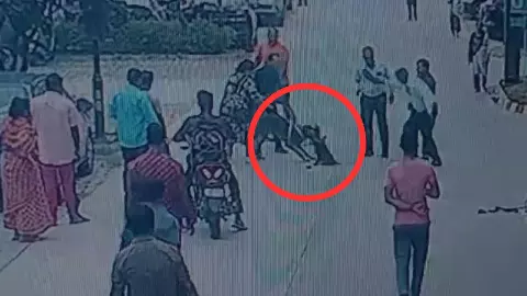 Noida Dog Attack: Pug Dies at Grand Omaxe Society, CCTV Captures Incident