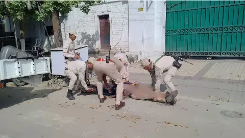 Manipur Violence: मणिपुर में फिर भड़की हिंसा, 4 की मौत; शव लेकर CM आवास पहुंचे प्रदर्शनकारी, CRPF जवान भी घायल- पुलिस ने क्या-क्या बताया Manipur Violence: मणिपुर में फिर भड़की हिंसा, 4 की मौत; शव लेकर CM आवास पहुंचे प्रदर्शनकारी, CRPF जवान भी घायल- पुलिस ने क्या-क्या बताया
